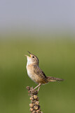 Image. Sedge Wren