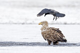 Image. Seeadler & Nebelkrähe