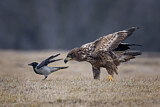 Image. Seeadler & Nebelkrähe