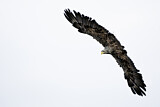 Image. Seeadler