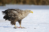 Image. Seeadler