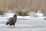 Image. Seeadler