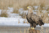 Image. Seeadler