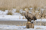 Image. Seeadler