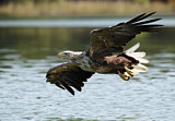 Image. Seeadler