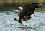 Image. Seeadler
