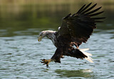 Image. Seeadler