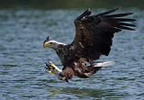Image. Seeadler
