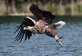 Image. Seeadler