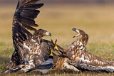 Image. Seeadler