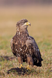 Image. Seeadler