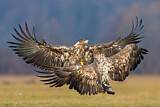 Image. Seeadler