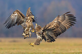 Image. Seeadler
