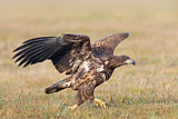 Image. Seeadler