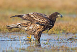 Image. Seeadler