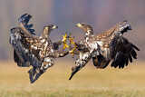 Image. Seeadler