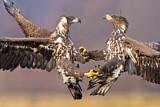 Image. Seeadler