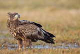 Image. Seeadler