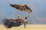 Image. Seeadler