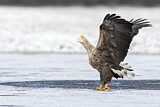 Image. Seeadler