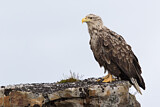 Image. Seeadler