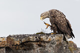 Image. Seeadler