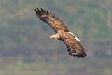 Image. Seeadler