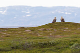 Image. Seeadler