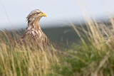 Image. Seeadler