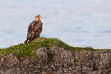 Image. Seeadler
