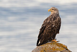 Image. Seeadler