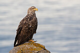 Image. Seeadler