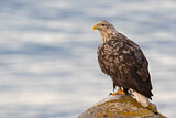 Image. Seeadler