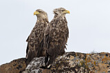 Image. Seeadler