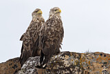 Image. Seeadler
