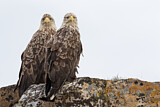 Image. Seeadler