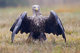 Image. Seeadler
