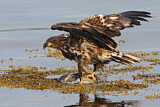Image. Seeadler