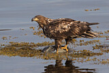Image. Seeadler
