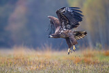 Image. Seeadler