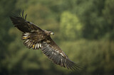 Image. Seeadler