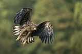 Image. Seeadler