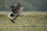Image. Seeadler