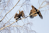 Image. Seeadler