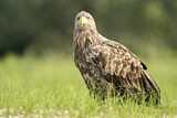 Image. Seeadler