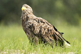 Image. Seeadler