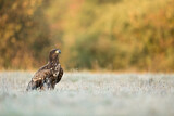 Image. Seeadler
