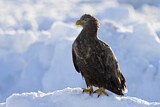 Image. Seeadler