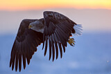 Image. Seeadler