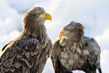 Image. Seeadler